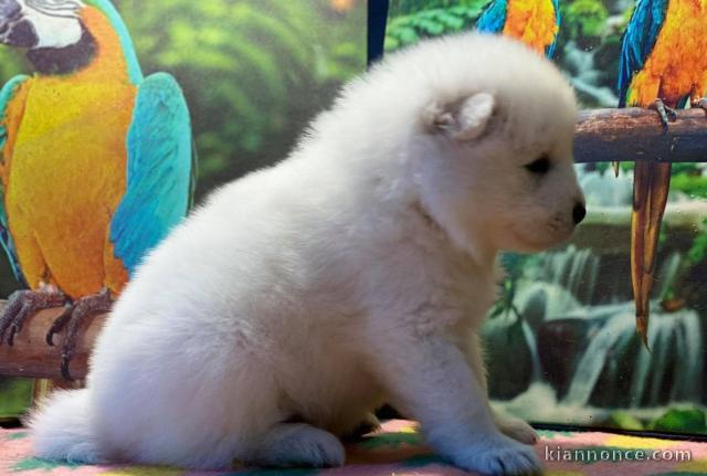 Chiots samoyede inscrit au CKC a donner