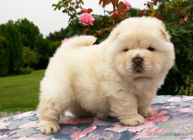 chiot chow chow a donner