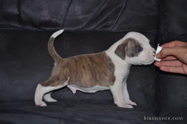 Chiots american staffordshire terrier a donner