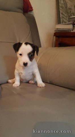 chiots jack russel adorable