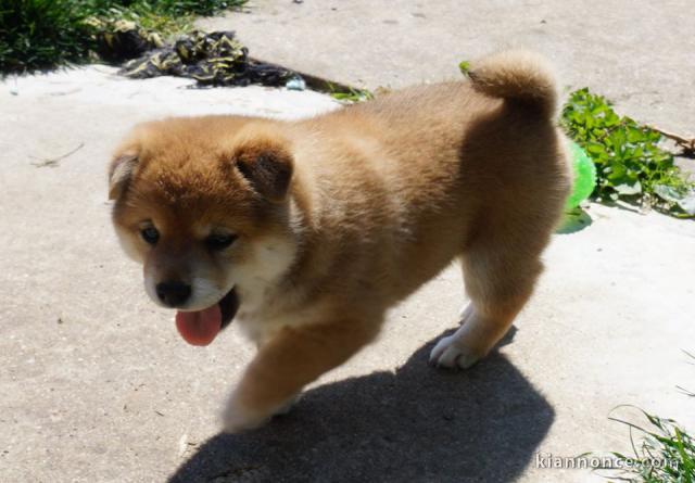 Chiot Shiba inu a donner 