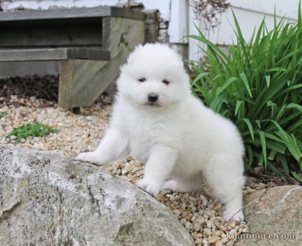 magnifique chiot samoyéde