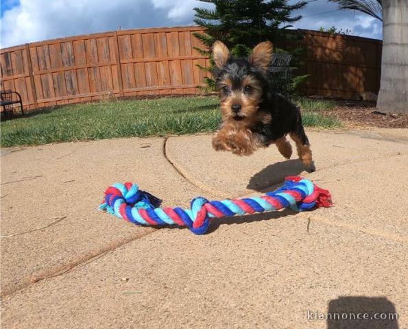 Chiot yorkshire terier loof