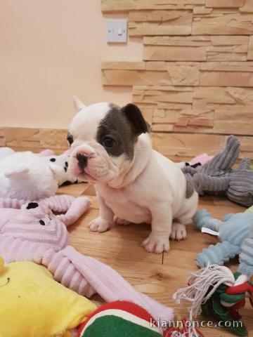 JE DONNER CHIOTS BOULEDOGUE FRANÇAIS LOF