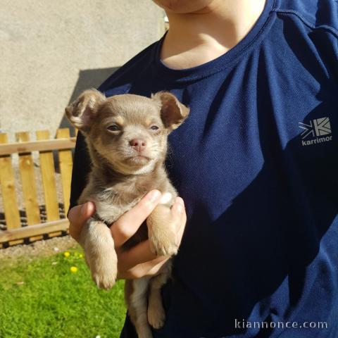 A DONNER SPLENDIDES CHIOTS CHIHUAHUA BEIGE LOF