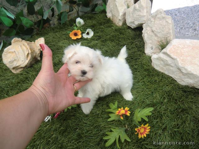 A DONNER SPLENDIDES CHIOTS BICHON MALTAIS BLANCS lof