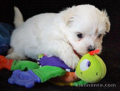 A DONNER SPLENDIDES CHIOTS BICHON MALTAIS BLANCS lof