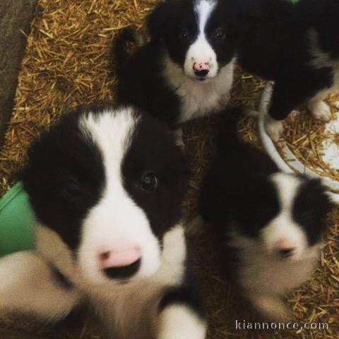 chiot border collie adorable