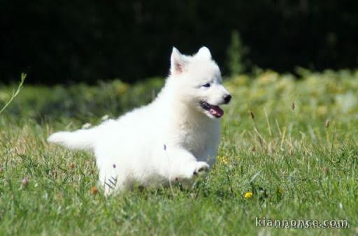 berger blanc suisse a donner