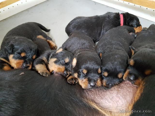 Magnifiques Chiots Rotweiller Pure Race