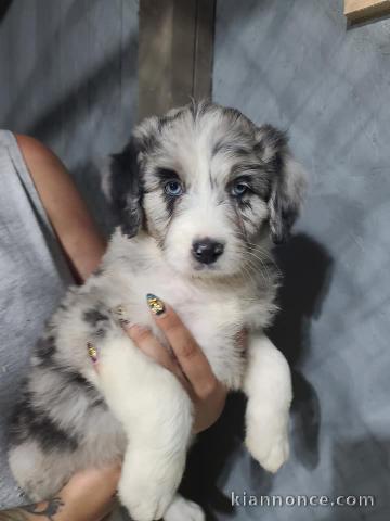 à donner contre bon soin chiot LOF