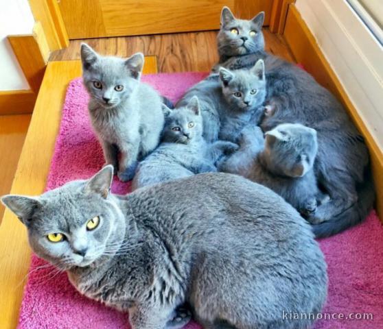 chaton chartreux disponible 