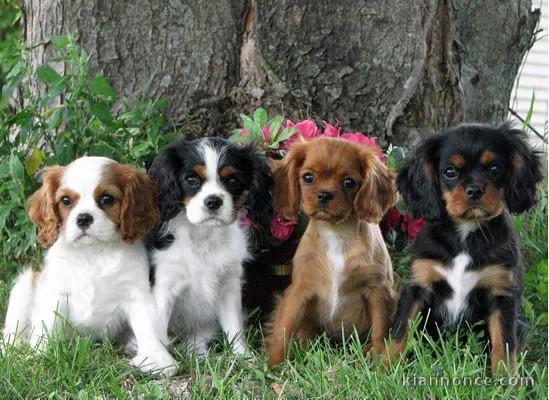 Chiots Cavaliers King Charles