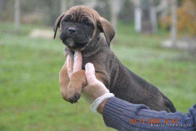 à donner contre bon soin chiot LOF