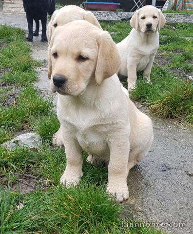 superbes chiots berger belge malinois                            