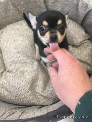 Urgent Chihuahua 3 mois et demi