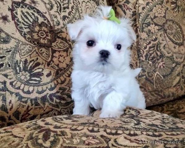 Merveilleux chiots bichon maltais pour adoption contre bon soin