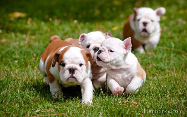 bouledogue anglais adorable