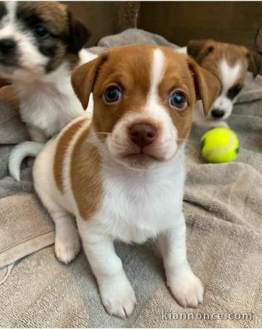 Les chiots jack russel pour adoption contre bon soin