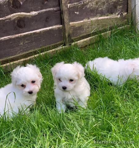 les chiots bichon maltais pour adoption