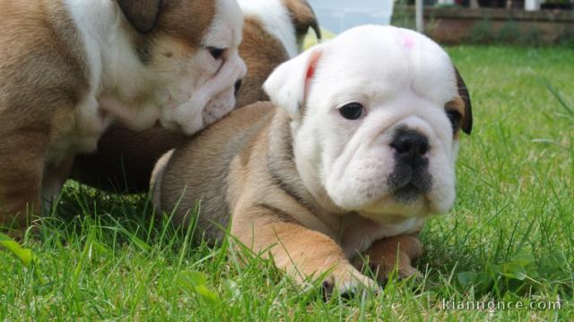 bouledogue anglais adorable