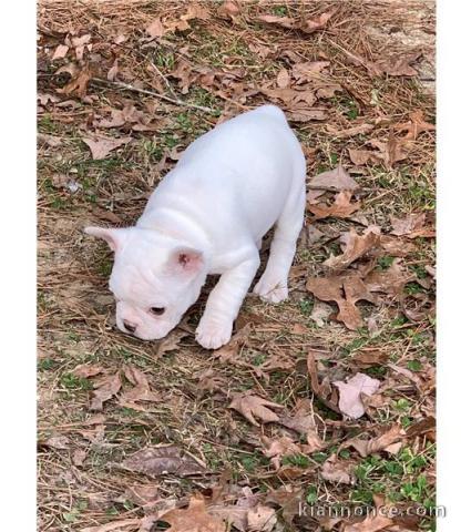 Chiots Bouledogue francais male et femelle  