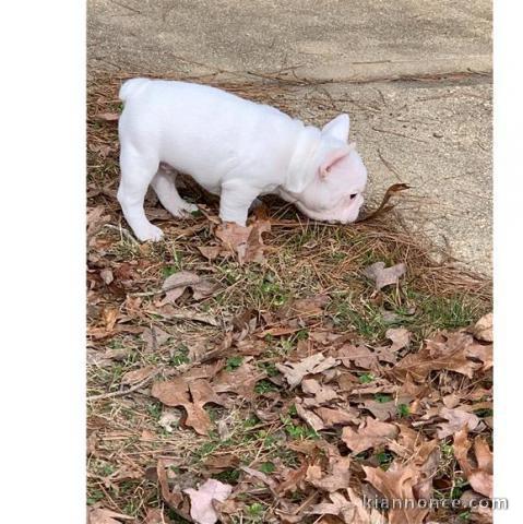 Chiots Bouledogue francais male et femelle  