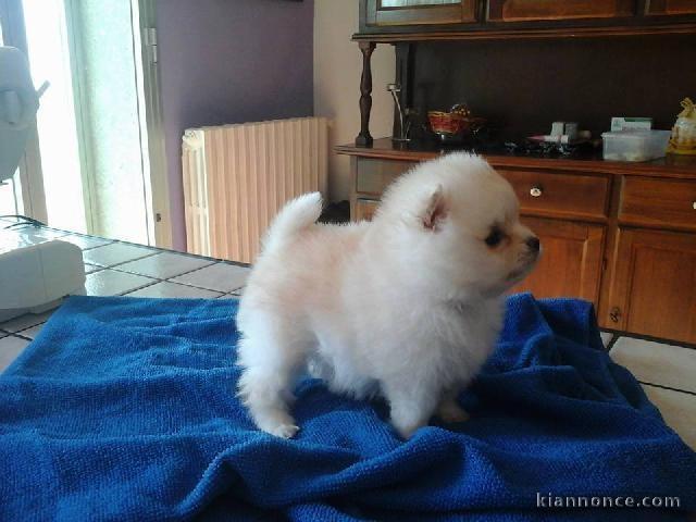 Donne chiot spitz nain blanc