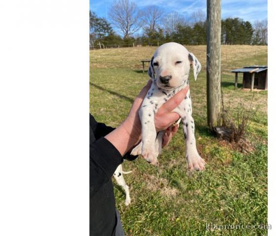 magnifique chiot DALMATIEN FEMELLE