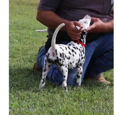 CHIOTS  DALMATIEN LOOF