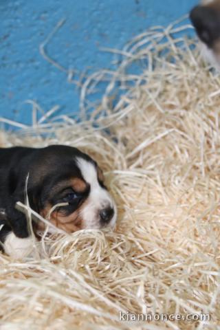 Bb Chiots Beagle lof POUR COMPAGNIE 