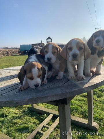   Bb Chiots Beagle lof POUR COMPAGNIE