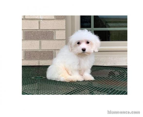 A donner chiot Coton de Tuléar Femelle