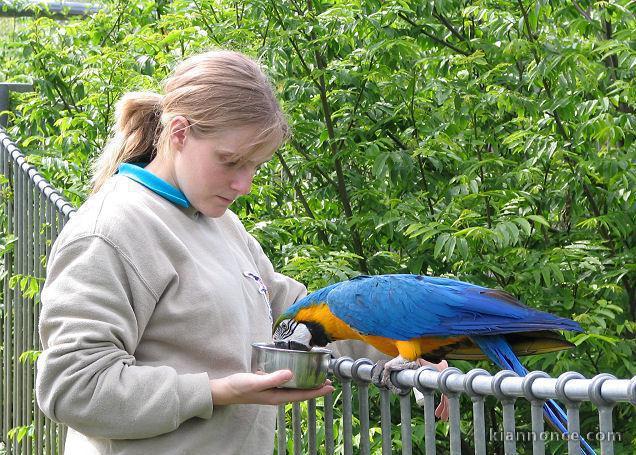 Donner femelle Perroquet Ara ararauna