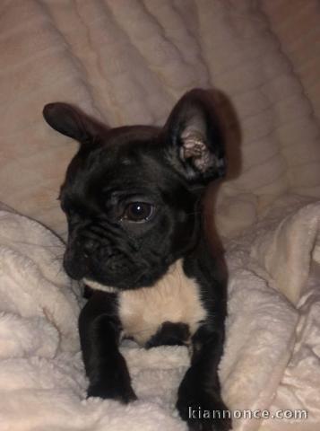 Chiot bouledogue français A DONNER 