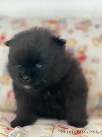 4 Adorables bébés spitz pomeraniens