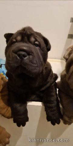 Chiots shar-pei A DONNER 