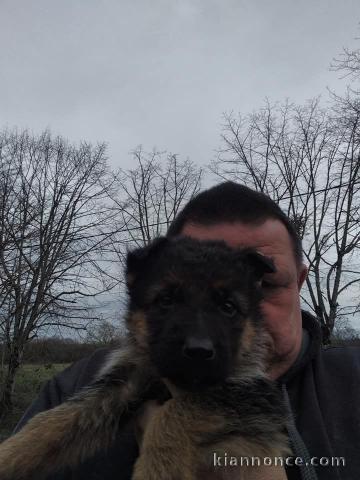  Chiots Berger allemand  A DONNER URGENT 