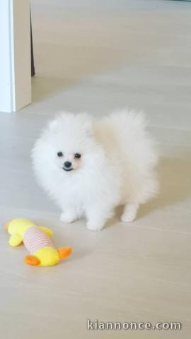 Chiot spitz nain blanc très propre a donner 