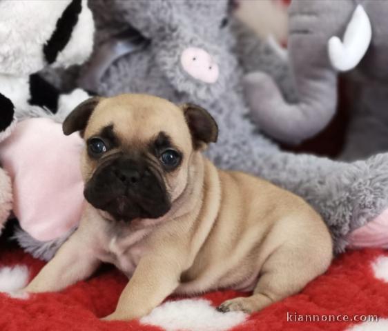 Adorable chiot bouledogue français a donner 