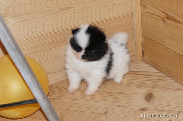 magnifique chiot spitz nain disponible 