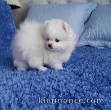 Adorable chiot Spitz nains a donner