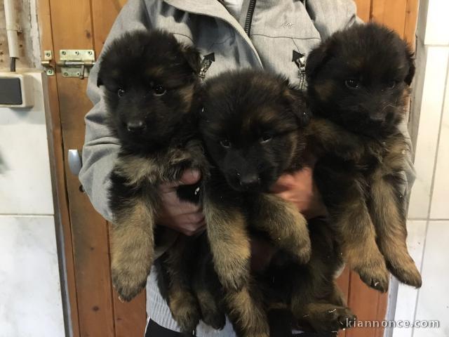 Chiots Berger Allemand Poil Long