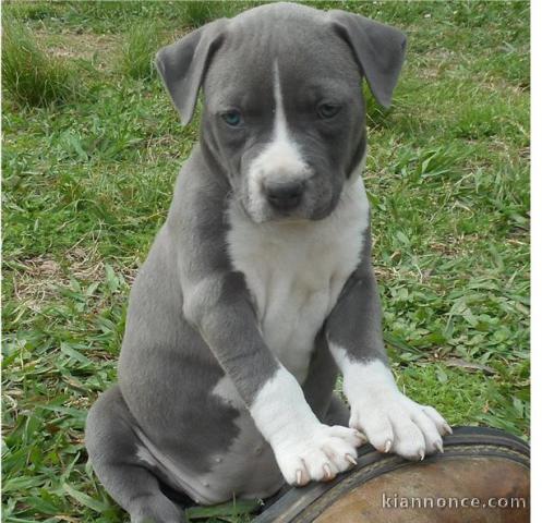 Chiot American staffordshire terrier 