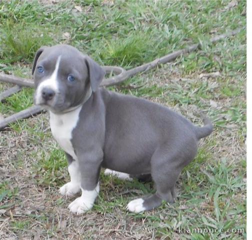 Chiot American staffordshire terrier