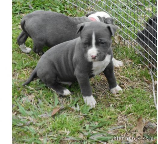 Chiot American staffordshire terrier