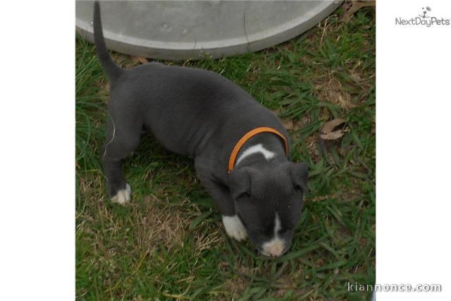 Chiot American staffordshire terrier