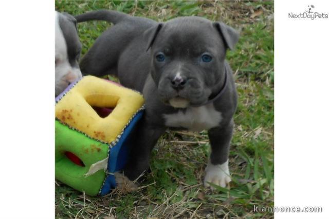 Chiot American staffordshire terrier