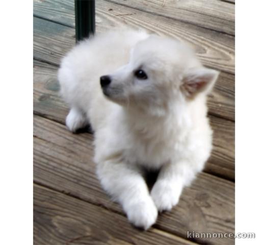 magnifique chiot spitz FEMELLE