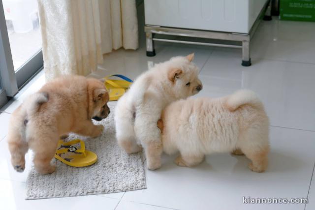 Magnifiques Chiots Chow Chow Pure Race Pedigree